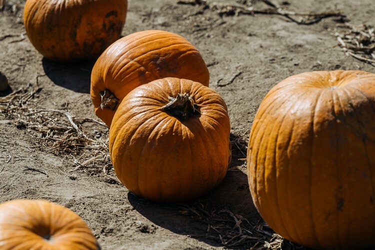 A pumpkin field at Blake Farms.