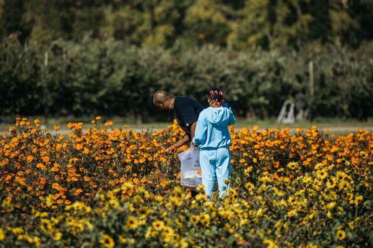 A father and daughter pick marigolds at Blake Farms.