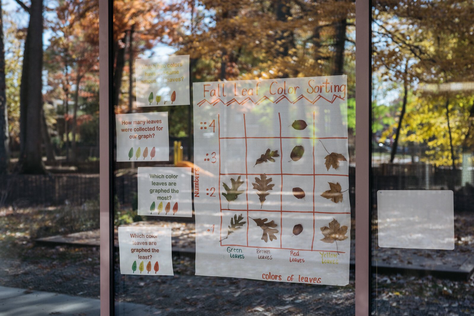 Classes sort leaves as a math and graphing project.