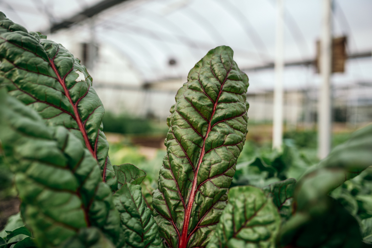 Hydroponics is the science of growing plants with water, rather than with soil.