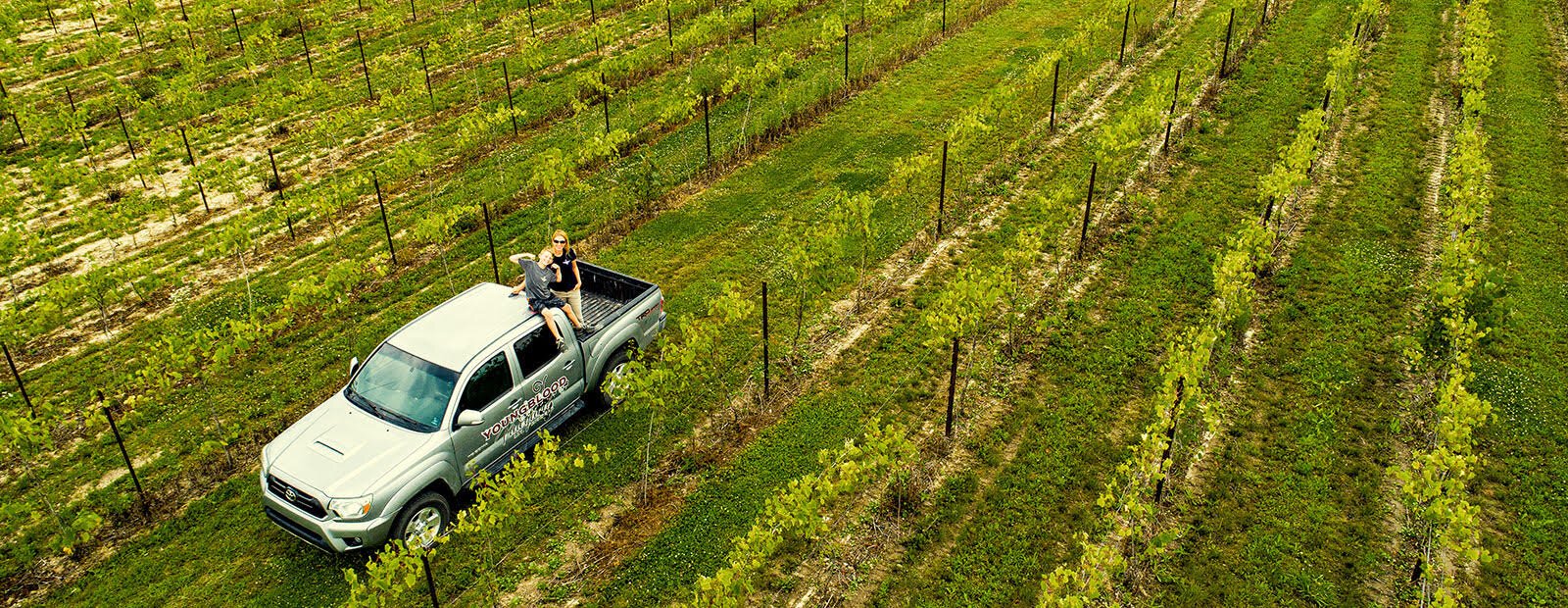 Youngblood Vineyard