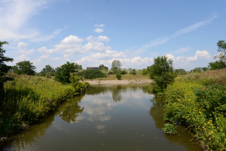 The Rouge Oxbow Restoration Project/ Photo by Jessica Strachan.