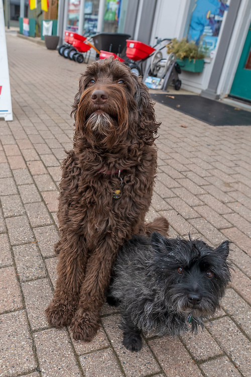 Pointe Hardware Store Dogs Stormy and Rocky.