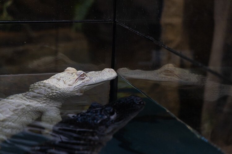 Salt and Pepper are a popular duo at the Reptarium