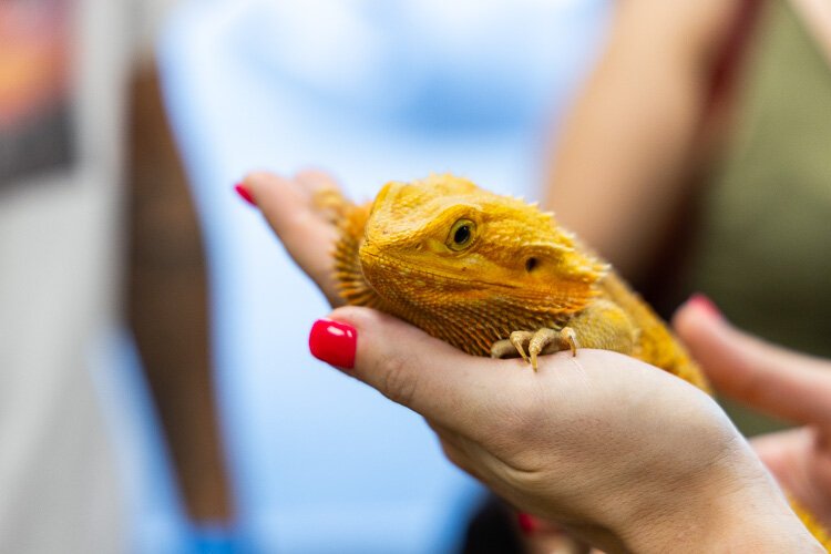 A woman holds a friendly lizard.