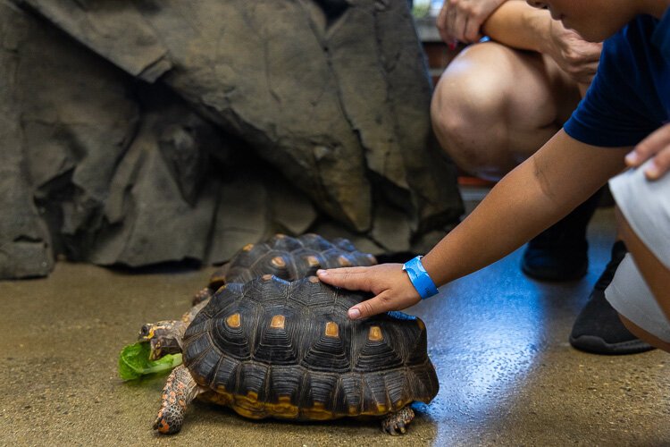 Petting a tortoise at the Reptarium.