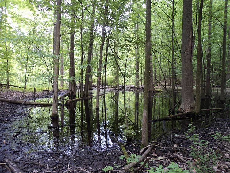 Vernal pool on the Murray property in Bloomfield Township. Photo by Chris Bunch.