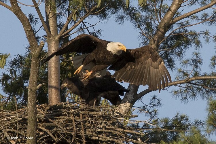 A majestic eagle lifts its wings at Stony Creek Metropark.