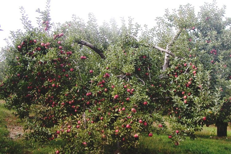 An apple tree at Stony Creek Orchard and Cider Mill.