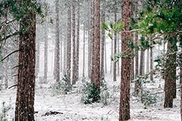 winter-woods.jpg