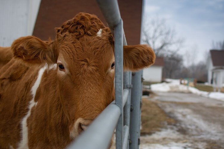 A wintry day at the Wolcott Mill farm.