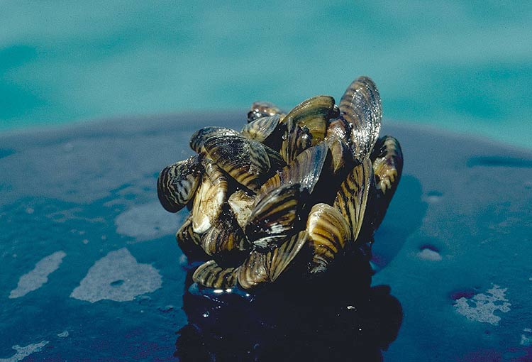 Zebra mussels, one of the Great Lakes' invasive species. Photo courtesy NOAA via Flickr.