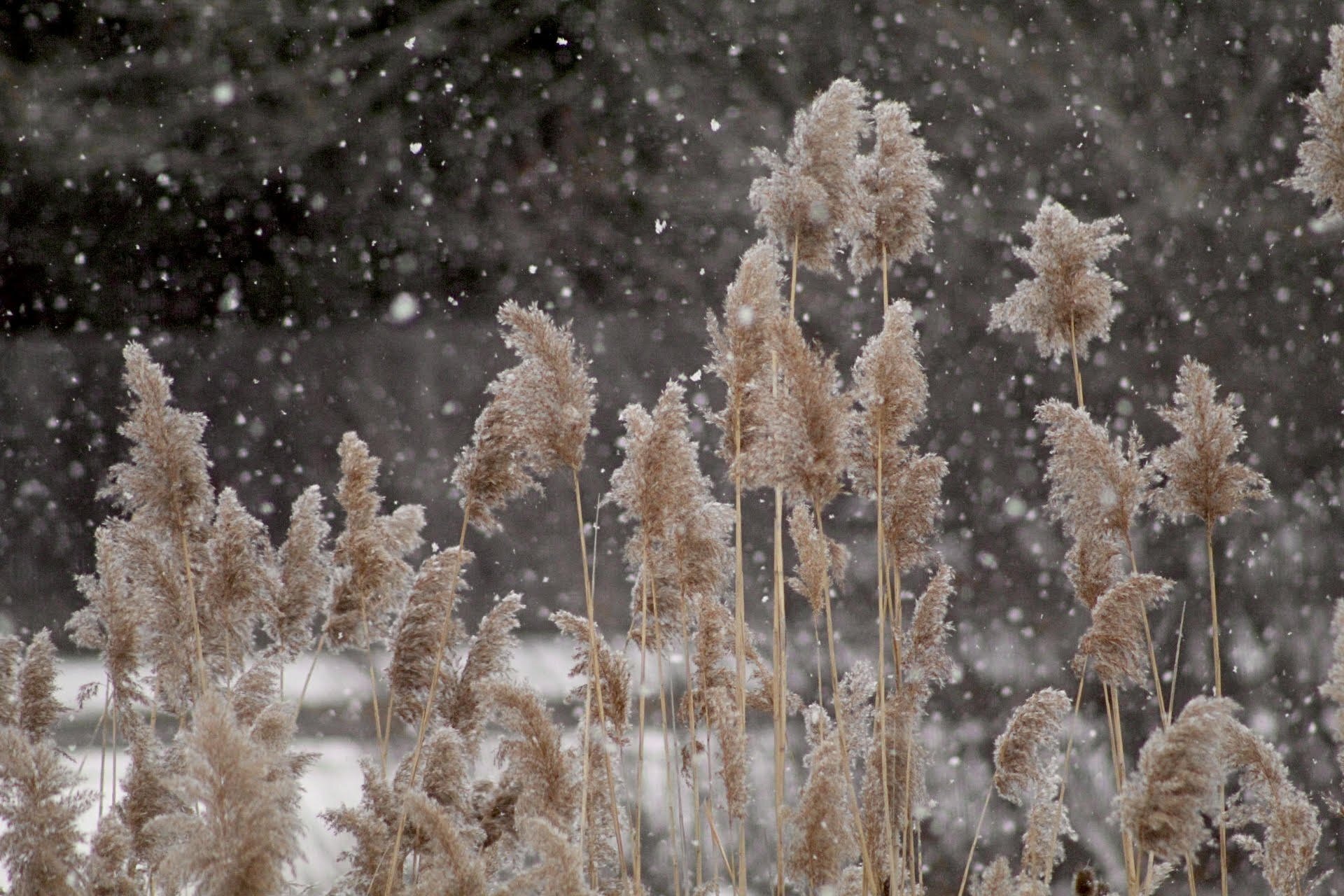 Amateur photographer Madelyn Dudde won third place in the Sterling Heights Nature Center's annual photography competition in January, for her image of snow falling on phragmites (reed grasses).