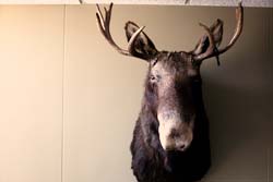 moose_scheib-ABS2