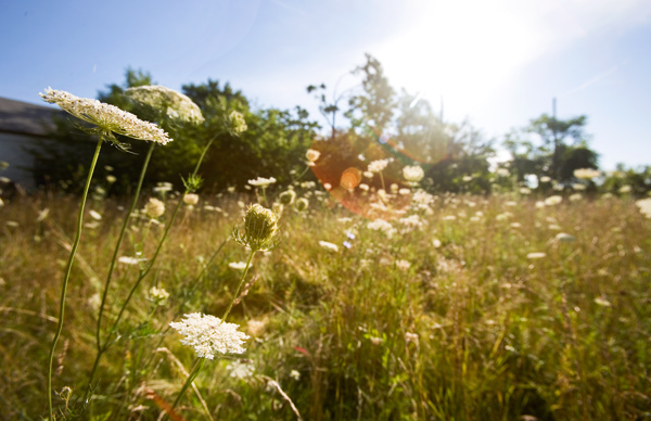 Wildflowers