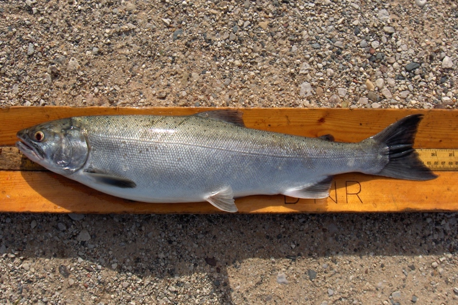 Coho salmon were brought to Michigan to help control invasive alewives.