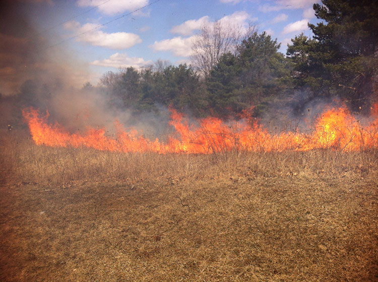 A prescribed burn at Addison Oaks County park. Photo courtesy of Oakland County Parks & Recreation.