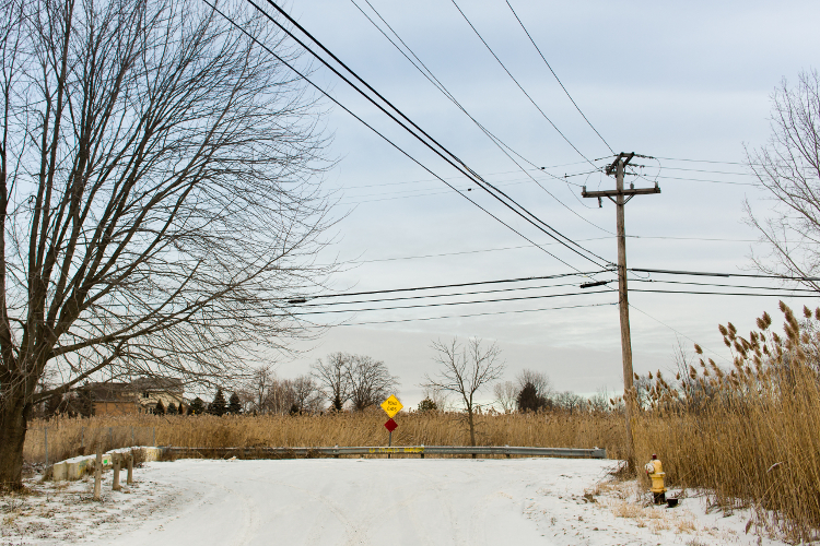 Phragmites