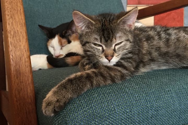 Elsa and Sally lounging at the Catfe