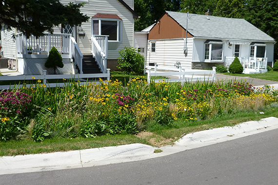 This rain garden in the Lakeview neighborhood of Mississauga, Ontario absorbs stormwater and reduces landscape irrigation.