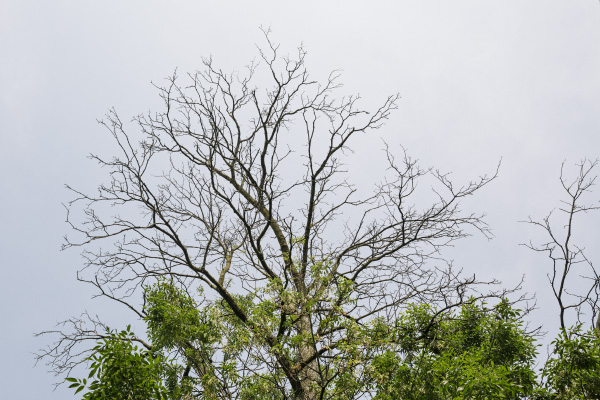 A tree plagued by the emerald ash borer