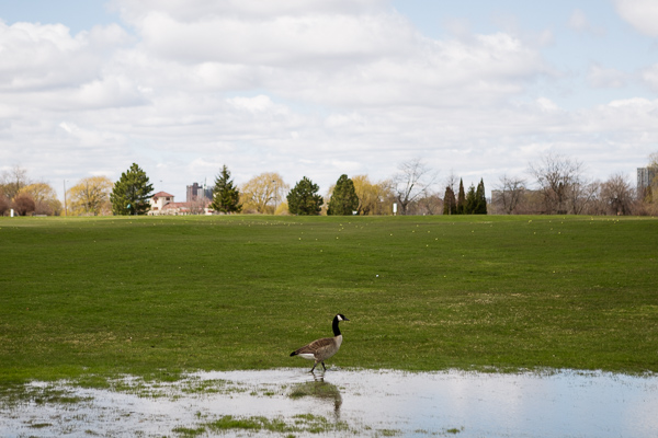 Goose in The Belle Isle Park Driving Range