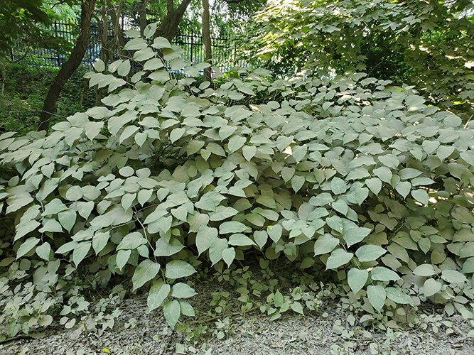 Japanese Knotweed is one of the invasive species conservation groups are battling.