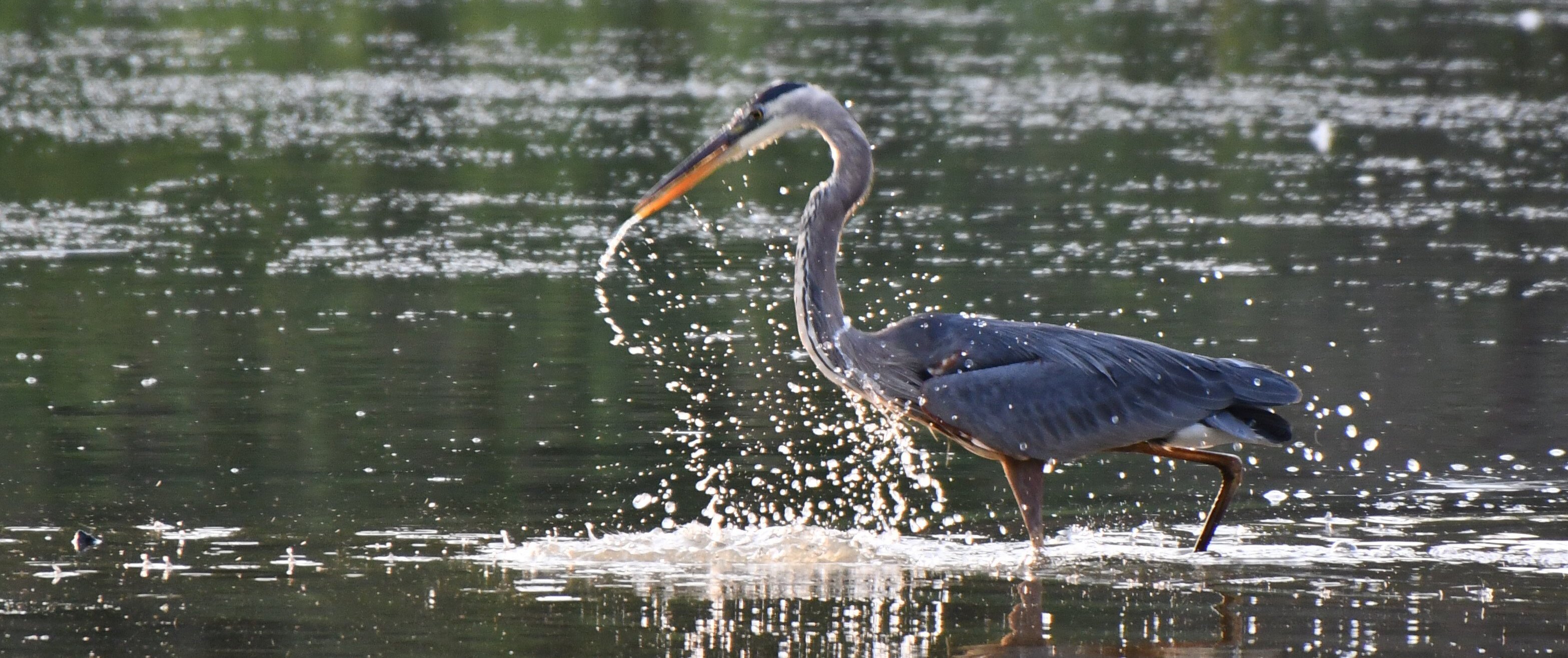 Jeff Ebaugh won second place in a Sterling Heights photo competition this year, celebrating nature and the outdoors.