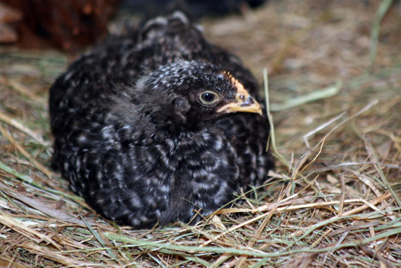 Keeping chickens and bees is increasingly popular.