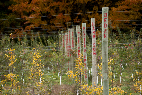 Tandem Ciders grows several varieties of apples.