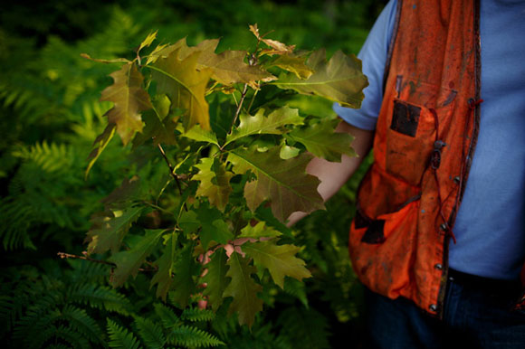 Aspen, and red oak, the sapling shown here, are part of the regrowth.