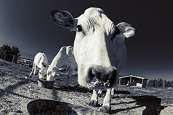 A Piedmontese Cow stares at  the camera at Chapman Farm - image by: Avram Golden