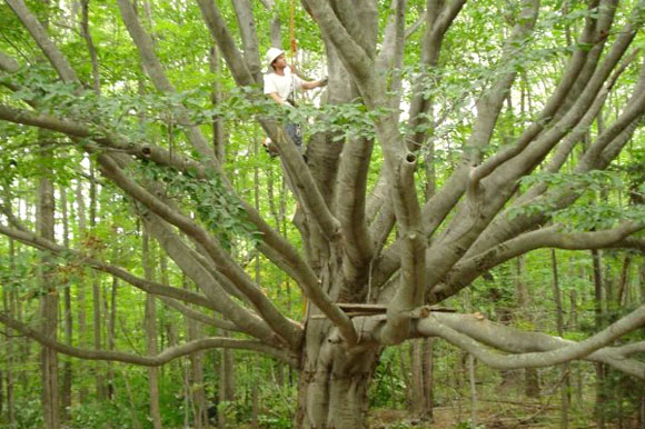 John Bischoff explores a large beech tree.