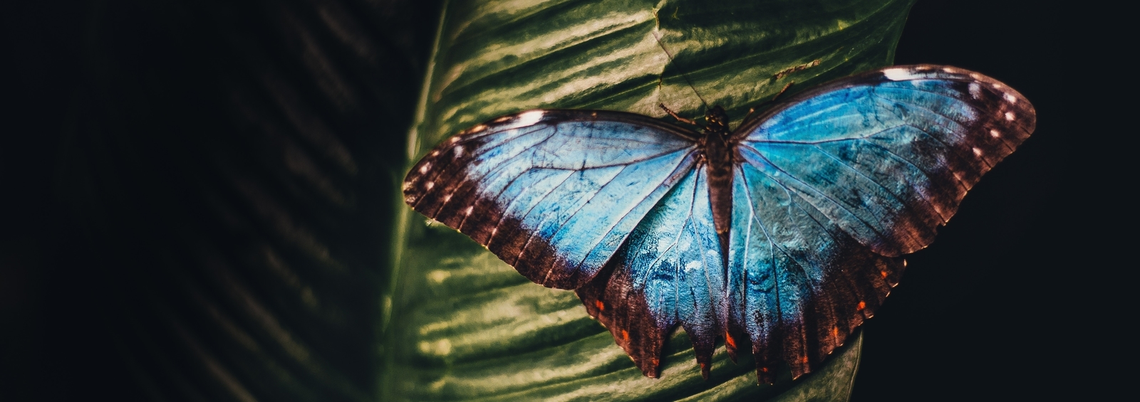 Butterflies in Bloom runs March 1-April 21 at Dow Gardens.