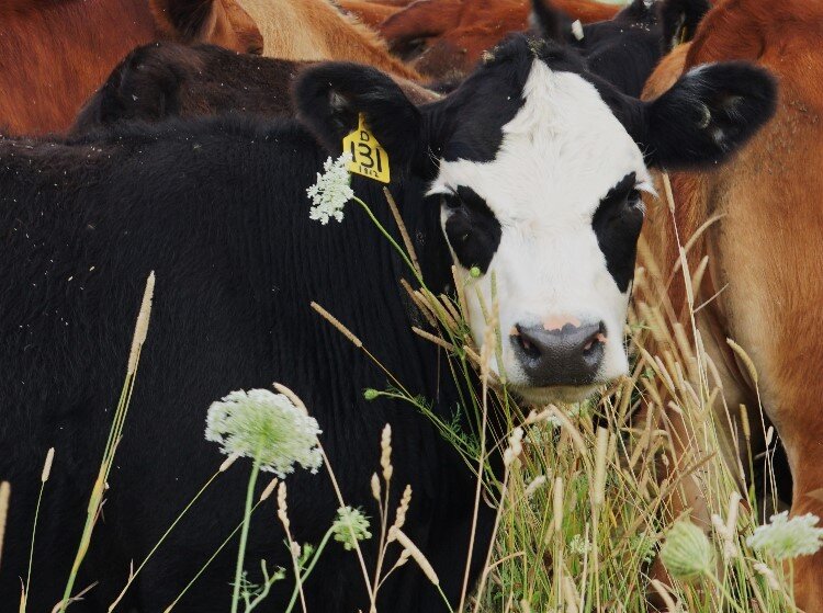 Jon believes the cows have a high quality of life on his farm. While they do receive veterinary care for any injuries, they don’t deal with sickness. 