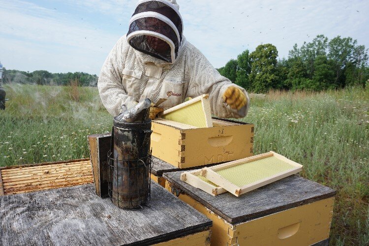 Sears has been raising bees for over a decade.