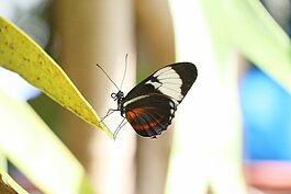 Butterflies from our four continents are featured.