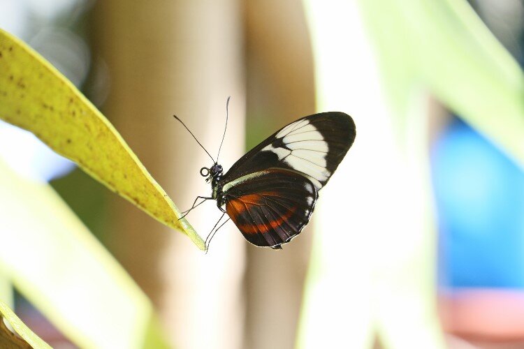 Butterflies from four continents are featured.