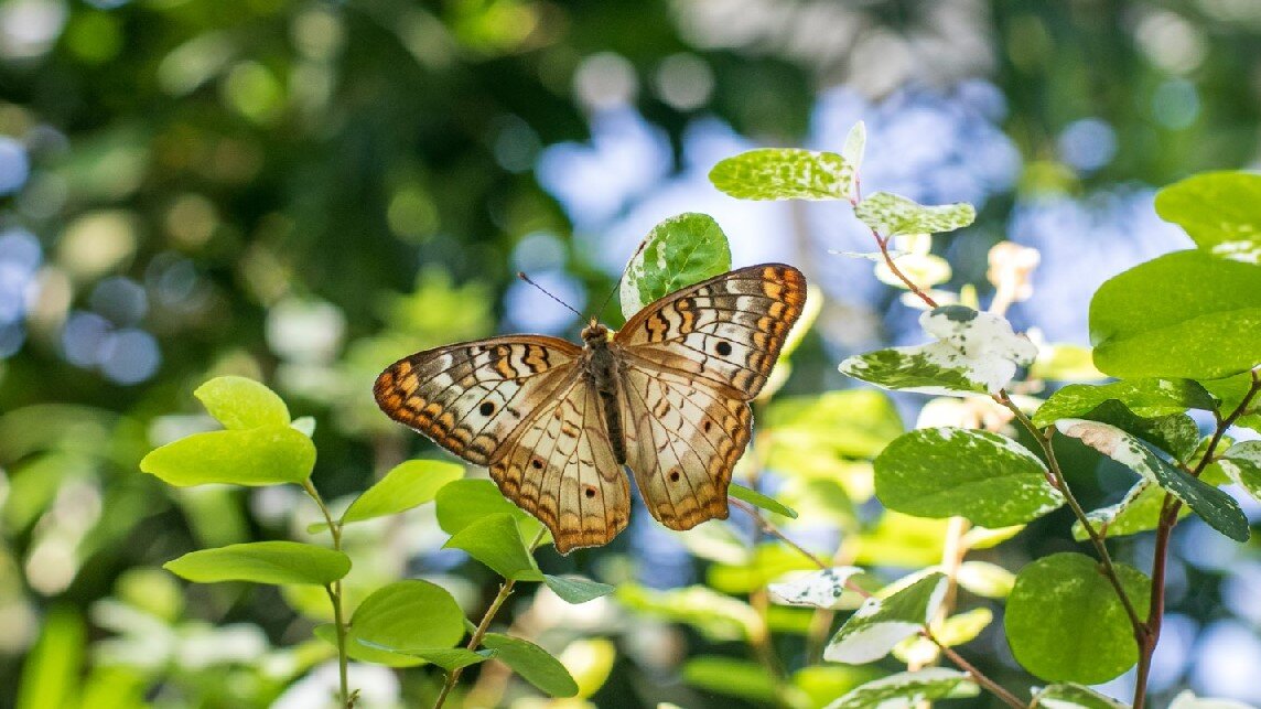 Butterflies in Bloom @ Dow Gardens through April 14