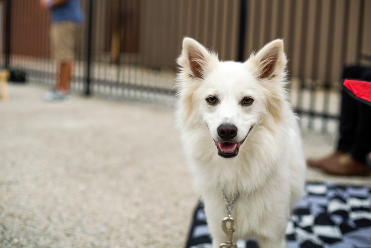 Dogs are always welcome at Larkin Beer Garden