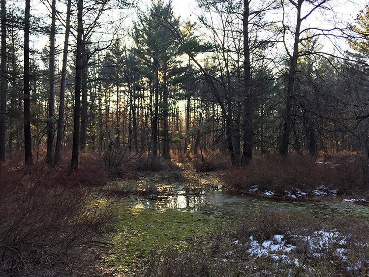 Mid-Michigan is home to beautiful hiking trails, fit for rugged hikers or young families. (Photo: Midland City Forest)