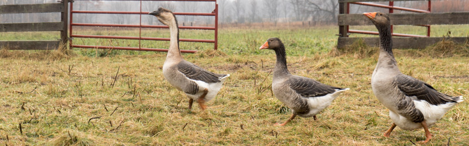 Good Stead Farm