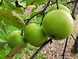 Jonagold's are mix of Golden Delicious and Jonathan apples.