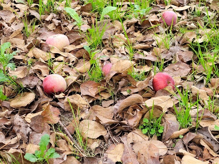 Macouns are a cross between McIntosh and Jersey Black. They drop on the ground earlier than other apples.