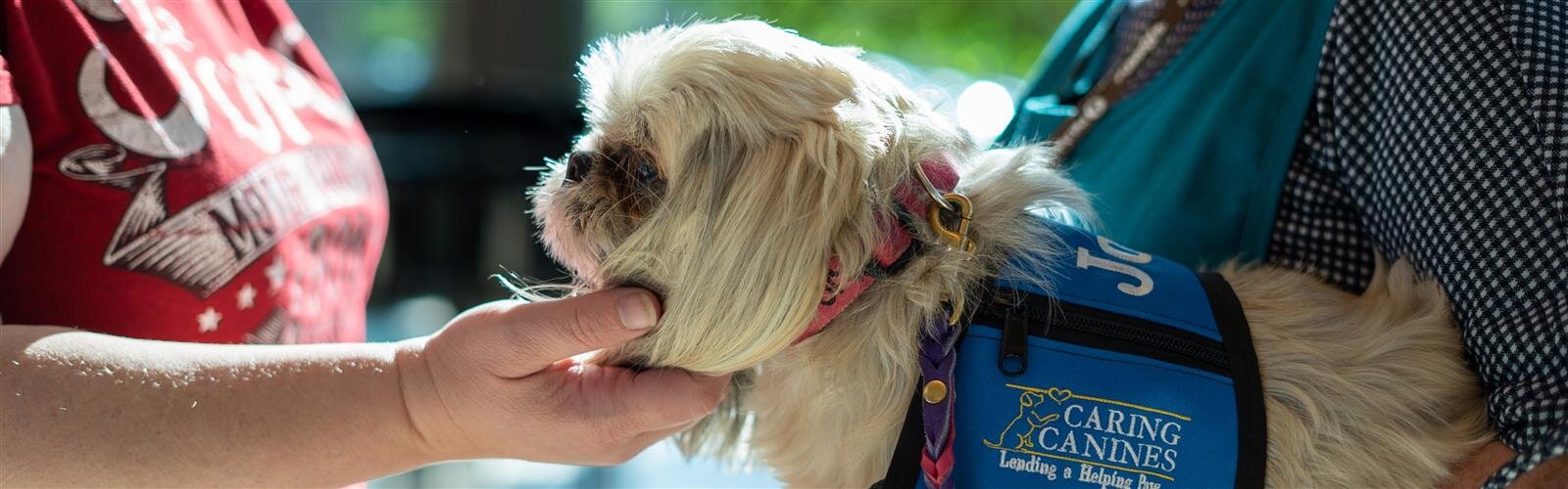 A dog in the Cosmic Canine Cure program MidMichigan Medical Center – Midland. 