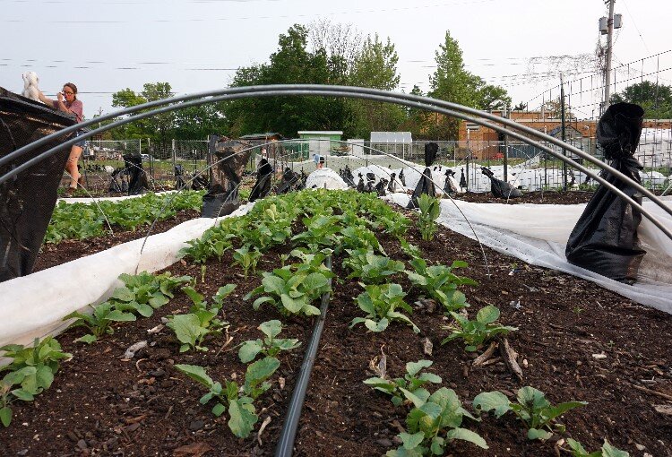 This year, the farm is growing lettuce, radishes, cabbage, cauliflower, broccoli, tomatoes, peppers, squashes, melons, asparagus, rhubarb, herbs, and more.