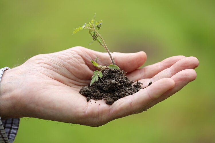 Volunteers needed for Wallen Park planting