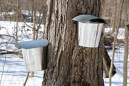 Sap collection at the Chippewa Nature Center