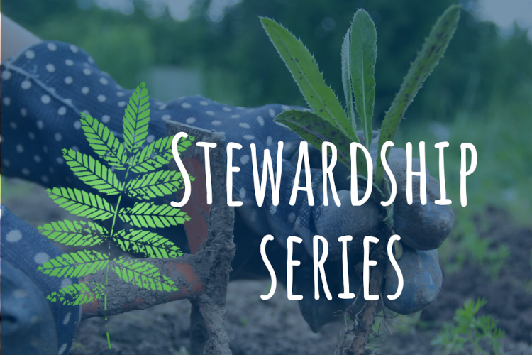 Stewardship Series continues this summer and fall with two additional all-ages workshops. 