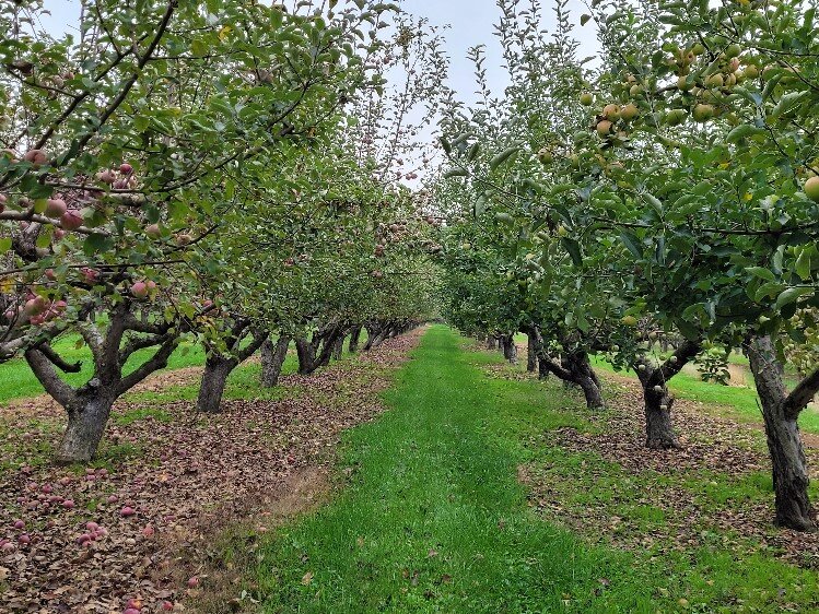 Moore Orchards has 2,500 trees, covering 22 acres.
